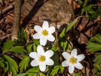 Buschwindröschen Quartett